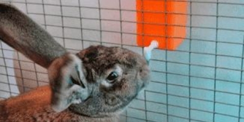 Kako napraviti sami pojilicu za zečeve iz plastične boce